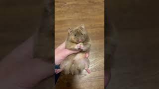 Pretty Hamster Eating |  Cute Tortoiseshell