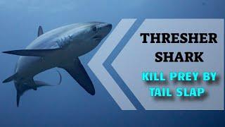 Thresher shark hunting by tail slap