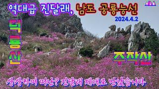 덕룡산,주작산 팔다리 아프지만 눈은 행복한 산행/2024년4월2일 개화100%연 분홍꽃 공룡능선 암릉 중봉 서봉 주변 진달래 꽃 절정 산행/남도 강진의 봄의전령사 아름답습니다