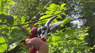 How we prune a Wisteria into a free standing tree - part 2, summer prune to encourage flowers