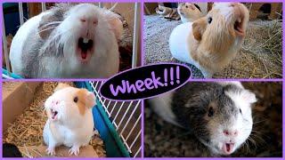 1 hour of guinea pig noises!