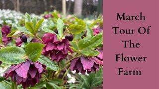 March Tour Of The Flower Farm | Cloudberry flowers