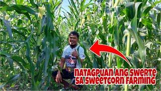 Dating Rice Farmer Kumikita ngayon ng 200k sa 1 Hektar Sweetcorn Farming