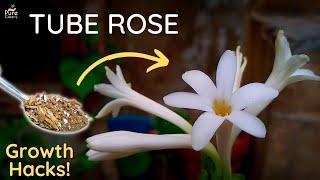 A Complete Guide On TubeRose Care! - @Pure_Greeny