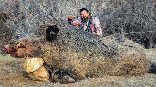 THE BEAST: EPIC HUGE STRONG BOAR HUNTS, BREATHTAKING ACTION SCENES #hunting #hog