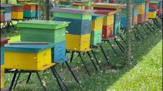 Busy Bees