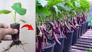 New skills! Eggplant tree a growing from eggplant fruit in pot