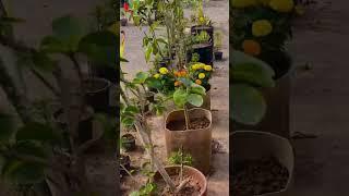 Rooftop gardening #music #deephouse #instrumental #night #bonsai #bloom #dragonfruitplant #beats