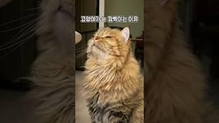 고양이 모스부호 #redflags