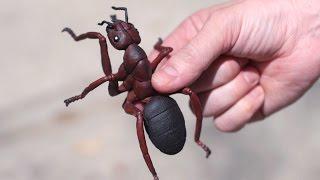 HUGE VENOMOUS ANT!