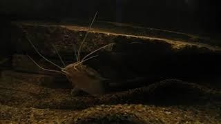 Catfish (clarias gariepinus)