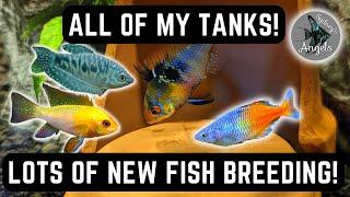 ALL OF MY TANKS! MASSIVE UPDATE WITH LOTS OF NEW FISH, A POND AND EXCITING FUTURE PLANS!