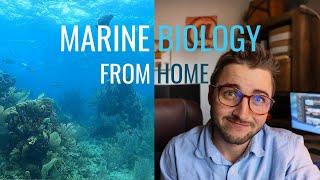 How to Become a Marine Biologist ONLINE // Creative Opportunities for Experience