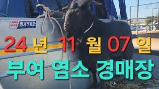 24년11월07일 부여염소경매장 현황~a goat market #귀농귀촌 #경매장