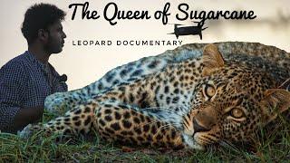 Leopards in Sugarcane farms | Documentary | Leopard in Pune city | Leopard attack on Dog