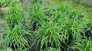 Chives plants: Grow and harvest my organic chives in pot at home