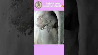 Most Beautiful Cow from Garib Nawaz dairy farm #viral #shorts