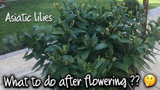 ASIATIC LILY CARE AFTER BLOOMING( part -1 )Asiatic lily maintainance after flowering/ SANA’s GARDEN