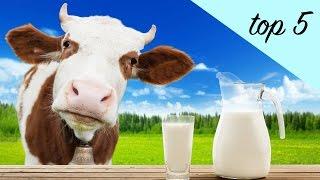 Top 5 High Protein Dairy Products