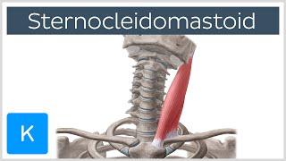 Sternocleidomastoid Muscle: Function & Anatomy - Human Body | Kenhub