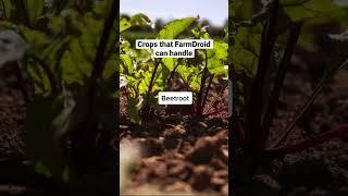 Examples of crops that FarmDroid can handle  #agriculture #farming #robot #agtech #farmdroid