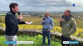 Ça se passe ici - à Aloxe-Corton (Côte-d'Or) : Un vignoble de plus en plus vert