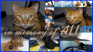 IN MEMORY OF ALI, a  crew member of the yacht Hikari / В ПАМЯТЬ О АЛИ, члене экипажа яхты Hikari