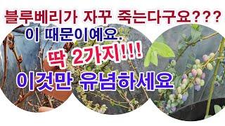 블루베리가 자꾸 죽는다구요? 딱  2가지!!! 이것만 유념하세요. 블루베리 재배, 블루베리 키우기, 블루베리 심기, 블루베리 선택, 블루베리 품종, 블루베리 용토, 블루베리 산도)