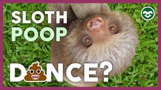 Have you ever seen a Sloth POOP Dance?