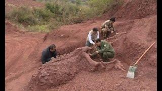 180 mln-year-old dinosaur fossils discovered in SW China