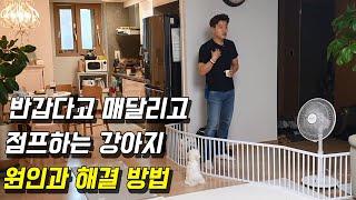 반갑다고 매달리고 점프하는 강아지, 원인과 해결 방법 (Feat. 말티즈)