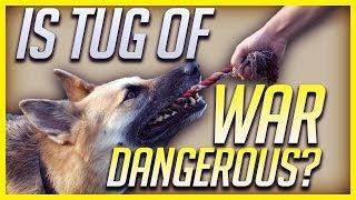 Should You Play Tug Of War With Your Dog Or Puppy?