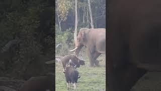 The Tusker #dooars #wildlife #shortvideo #animalplanet #discovery