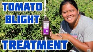 Tomato Blight Treatment That Works | The Chemistry of Hydrogen Peroxide