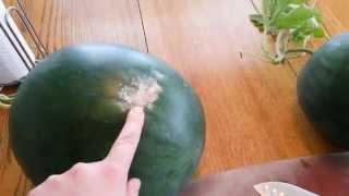 How to tell when a watermelon is ripe or ready to harvest from garden