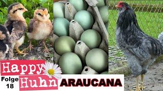 Araucana Hühner im Rasseportrait bei HAPPY HUHN E18 - Eier, Küken, Farbschläge, Zucht, Geschichte