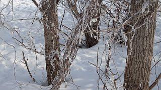 01.03.2025 - ПОГОДА  Всех с Первым Днём ВЕСНЫ - The first day of spring #arinamiroshina