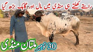 Multan Cow Mandi Fresh Latest Update Video Today | Cholistani Sahiwal Bachra Mandi | Cow Mandi 2024