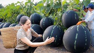 WOMEN Harvesting Premium Black Melon for cooking delicious food - Hồng Ca Harvesting