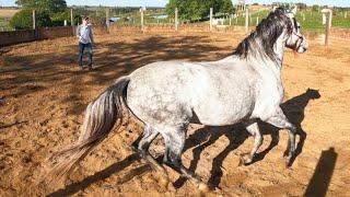 How to Round Pen ANY Horse! (Best Way)