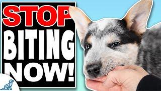 How To STOP Puppy Biting FAST!