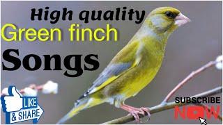 European  male green finch song ￼￼ اواز زيباي سهره سبز