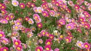 Field of Pink Daisies