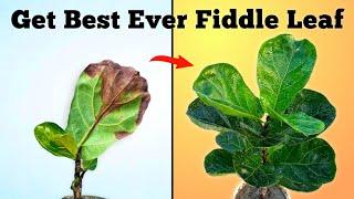 Fiddle Leaf Fig Tree Care - 3 Essential Tips to Get Best Ever Fiddle Leaf Fig