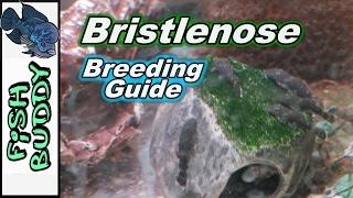 How to Breed Bristlenose Plecos
