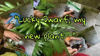 Video#428 "Lucky Dwarf, my new plant🪴"