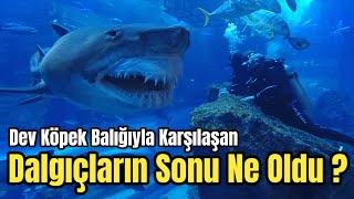 Vahşi Köpek Balığı Saldırısı! | Jaws Filmi Gerçek Mi Oldu?