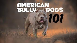 American Bully Dogs 101; Everything You Should Know