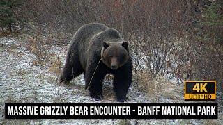 The Boss? Massive Grizzly Bear Encounter in Banff National Park (4K)