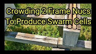 Crowding 2 Frame NucsTo Produce Swarm Cells